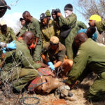 How Kenya Is Reimagining the Future of Its Rhinos