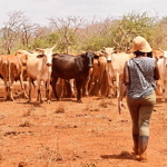 Majala Mlaghui Changing Trends In Community Conservancies Leadership in Tsavo Landscape.