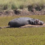Severe Drought Puts Hippos at Lake Ol Bolossat in Central Kenya at Risk.