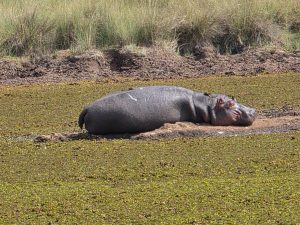 Severe Drought Puts Hippos at Lake Ol Bolossat in Central Kenya at Risk.