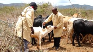 Ushauri Wa Idara Ya Mifugo Kwa Wafugaji Msimu Wa Kaingazi